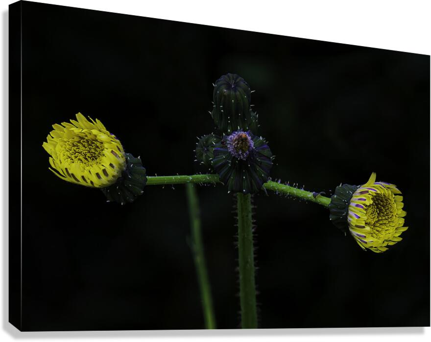 FLO 00478 Canvas Print