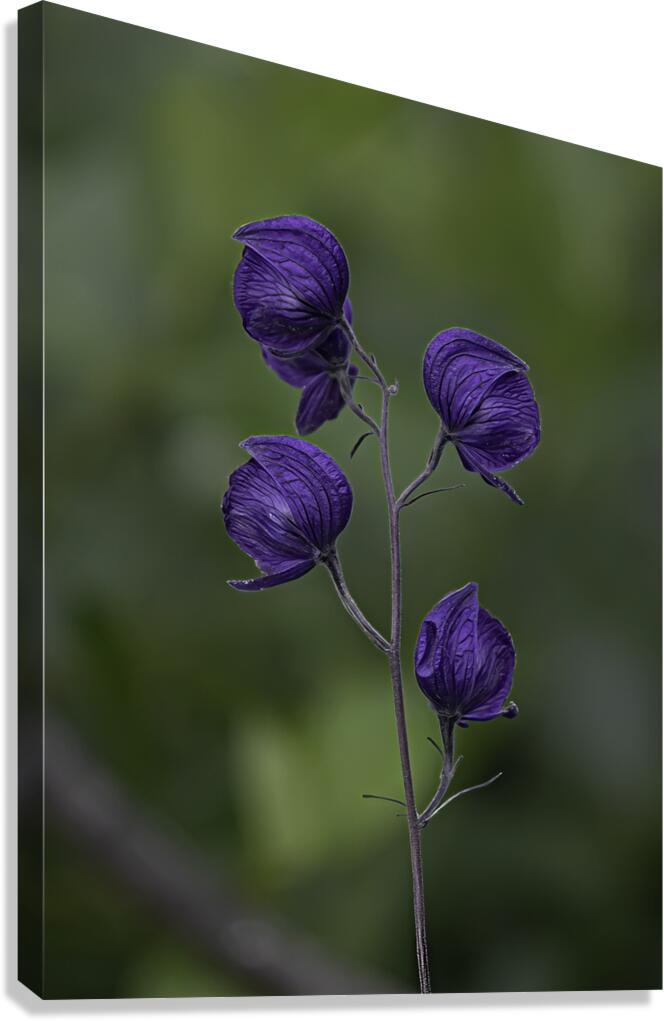 FLO 00477 Canvas Print