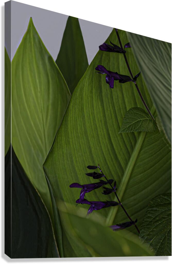 *FLO 00489 Canvas Print