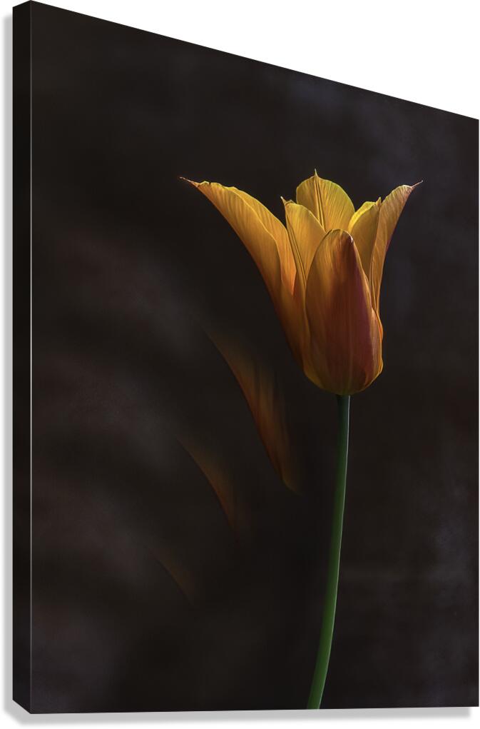 FLO 00516 Canvas Print