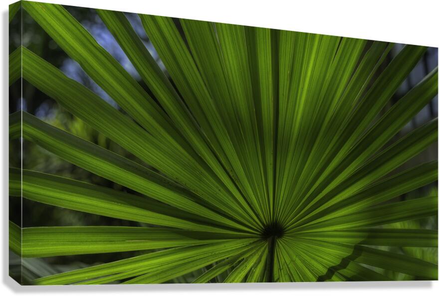 FLO 00540 Canvas Print