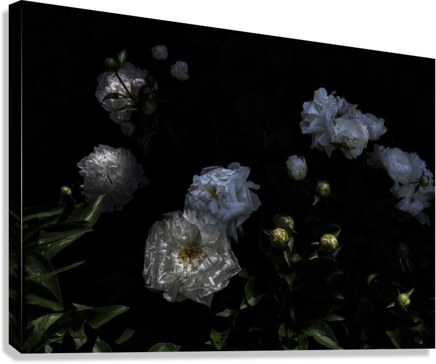 FLO 00537 Canvas Print