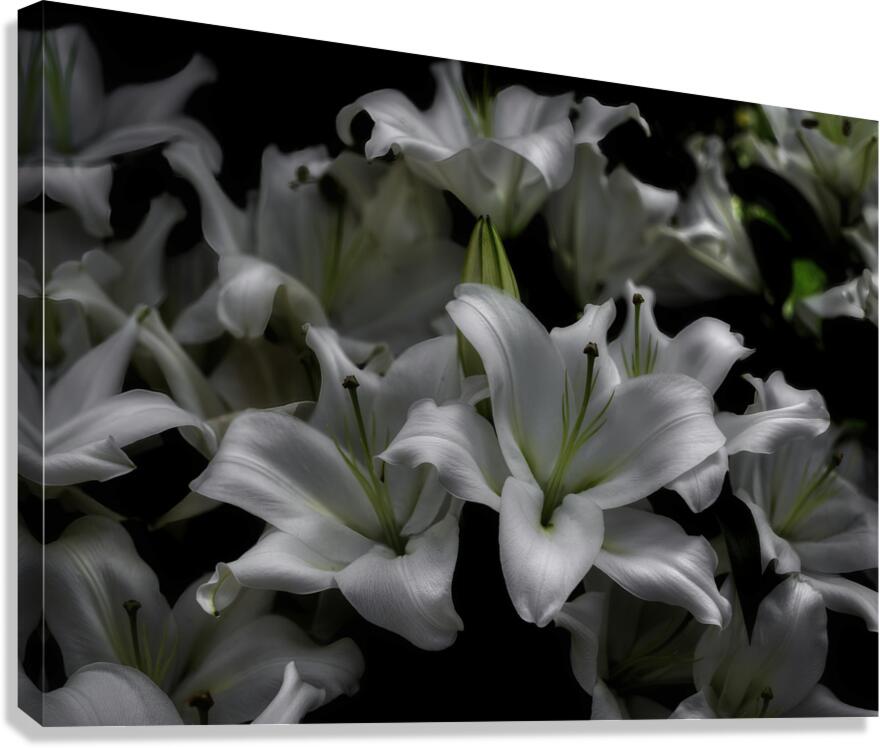 FLO 00543 Canvas Print