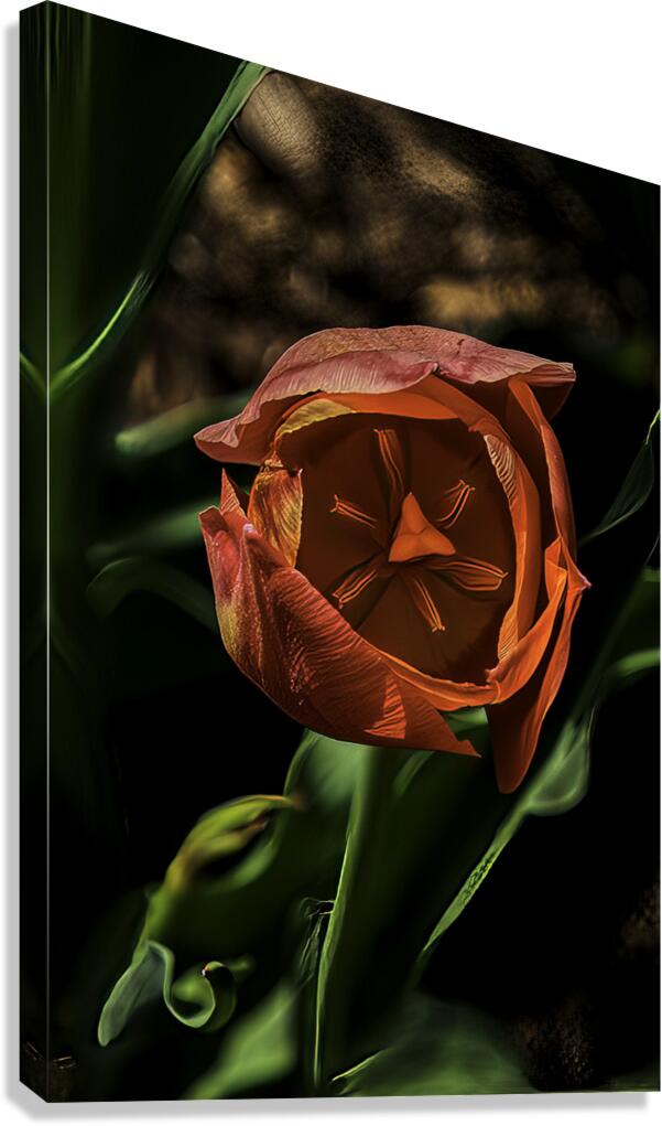 FLO 00522 Canvas Print