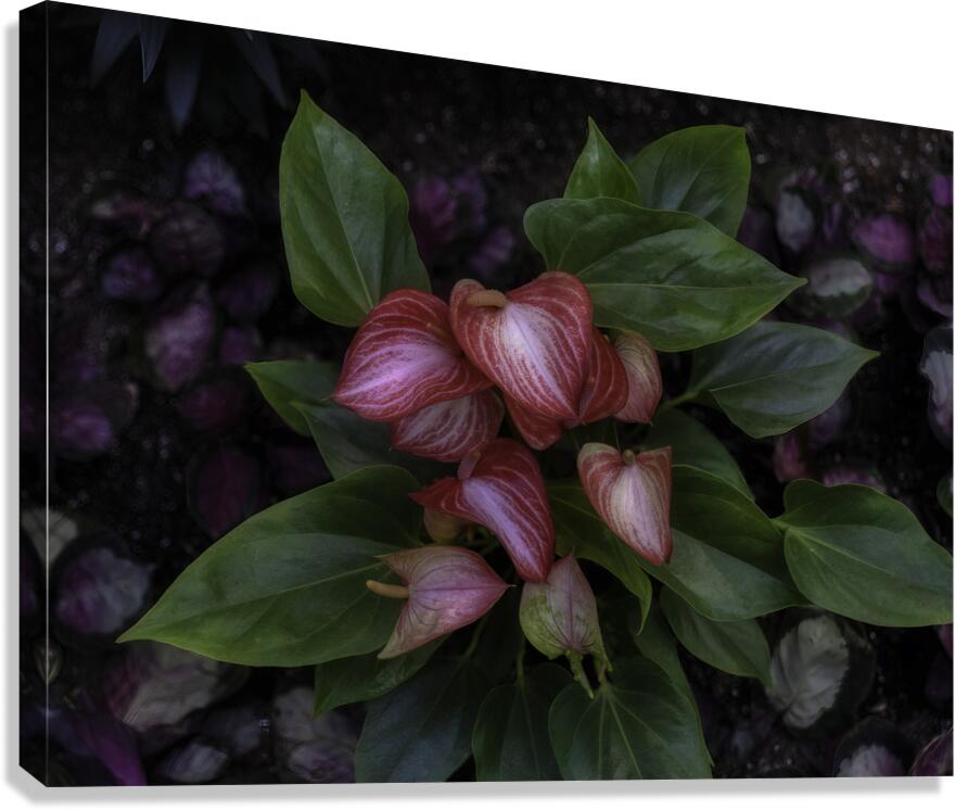 FLO 00546 Canvas Print
