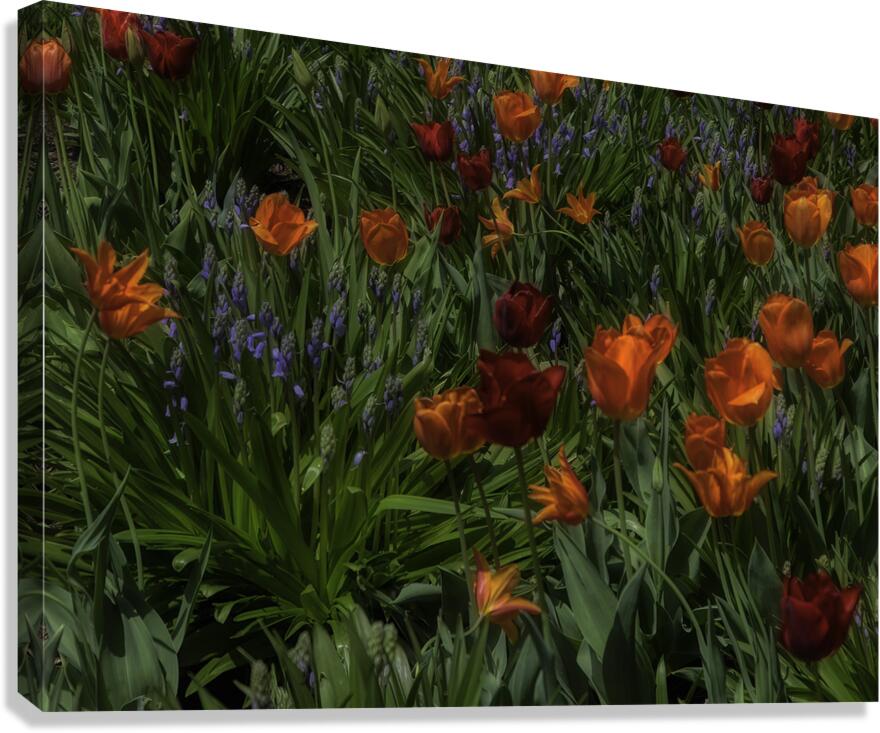FLO 00514 Canvas Print
