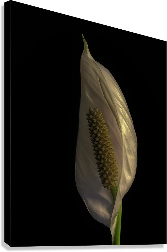 FLO 00528 Canvas Print