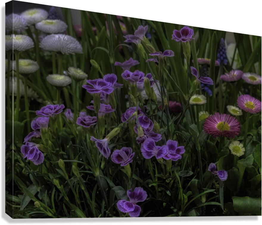 FLO 00501 Canvas Print
