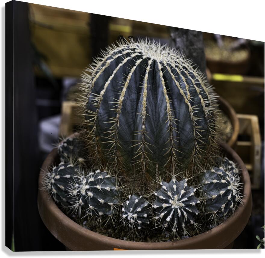 FLO 00504 Canvas Print