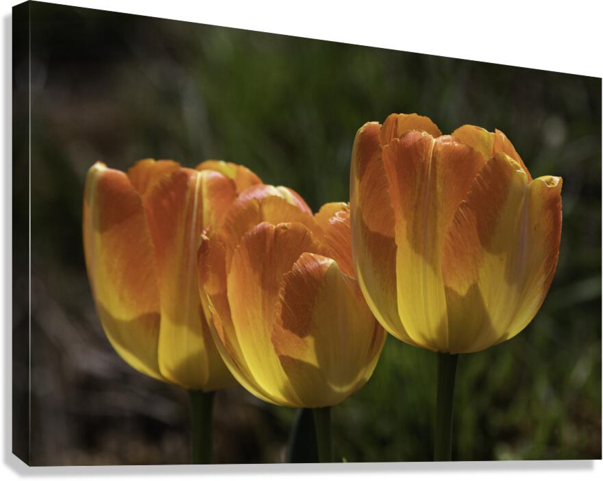 FLO 00518 Canvas Print