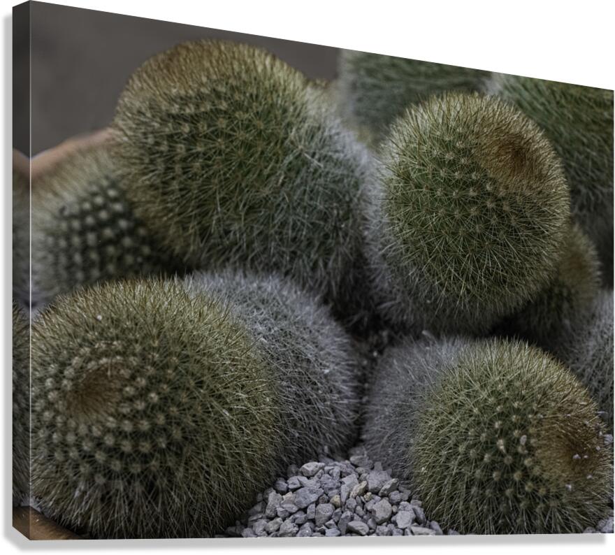 FLO 00503 Canvas Print