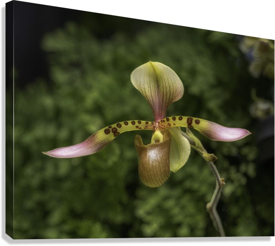 FLO 00549 Canvas Print