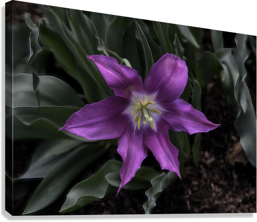 FLO 00523 Canvas Print