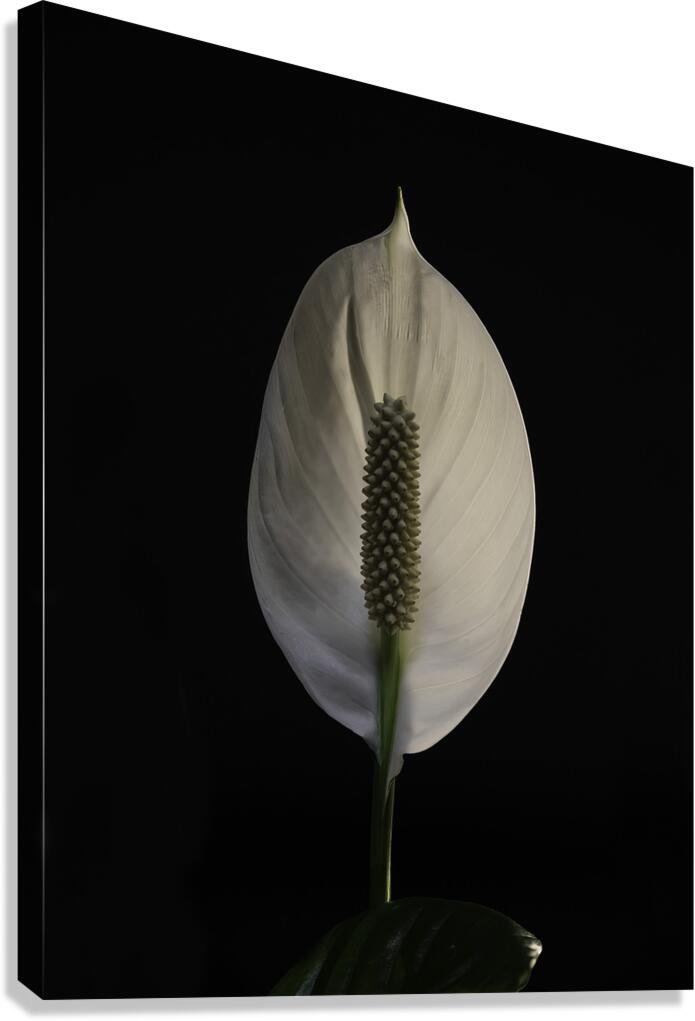 FLO 00527 Canvas Print
