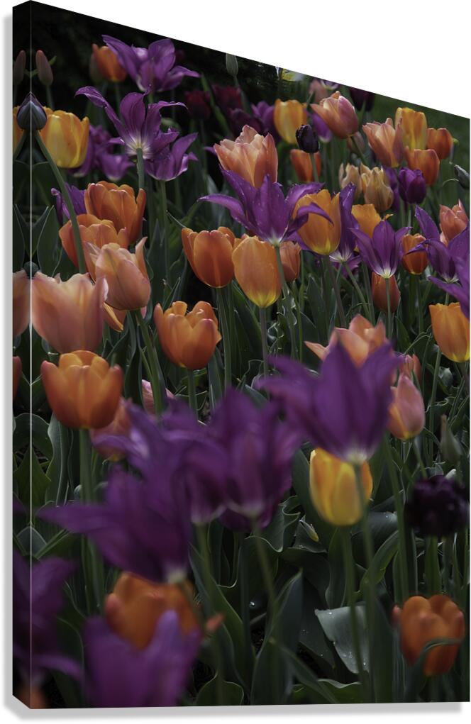 FLO 00519 Canvas Print
