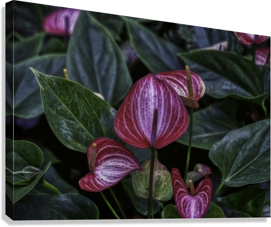 FLO 00545 Canvas Print