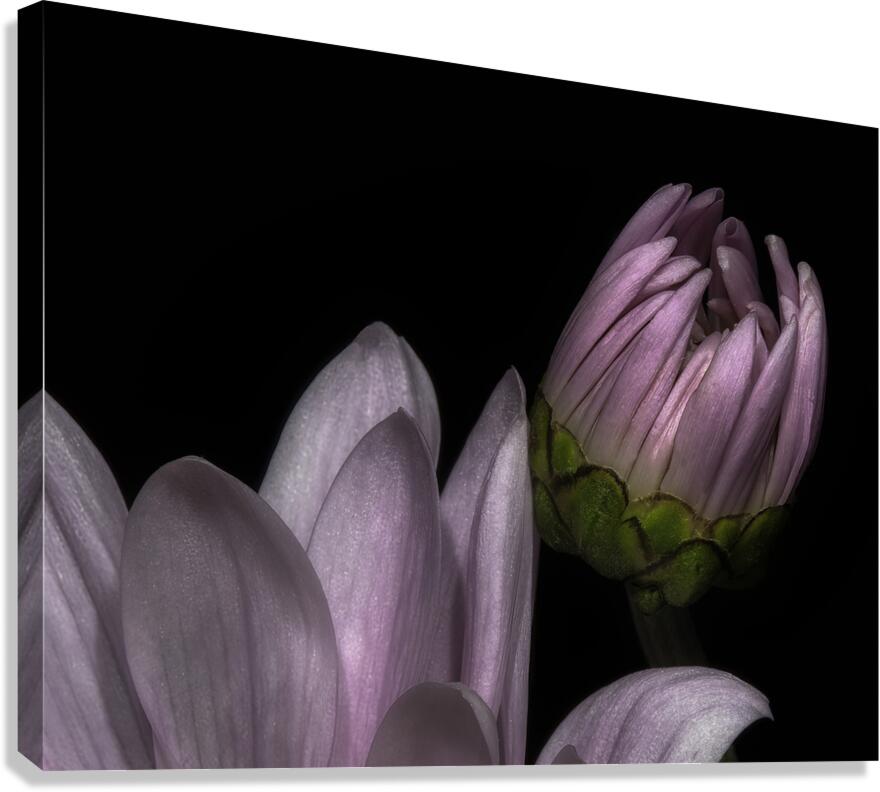 FLO 00525 Canvas Print