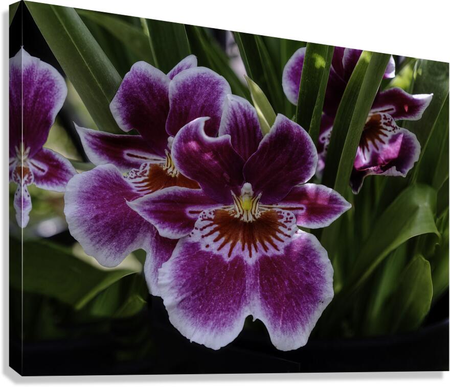 FLO 00547 Canvas Print