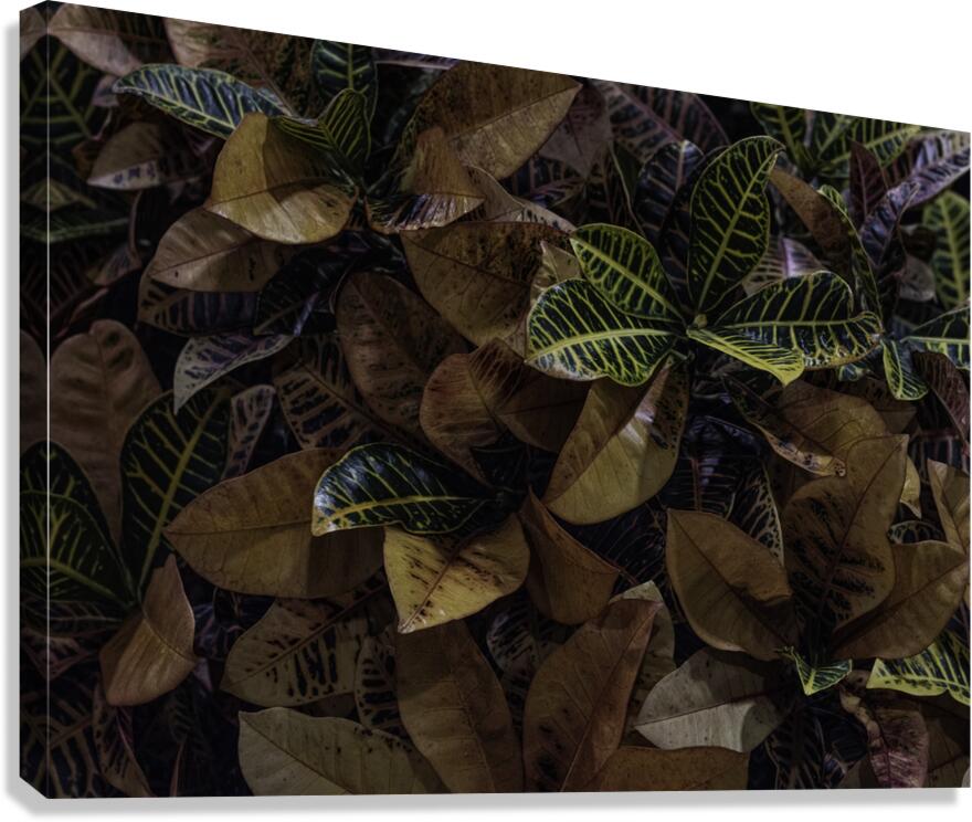 FLO 00508 Canvas Print