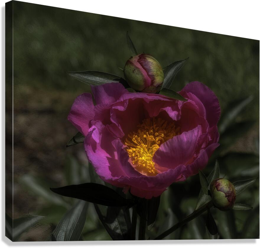 FLO 00538 Canvas Print