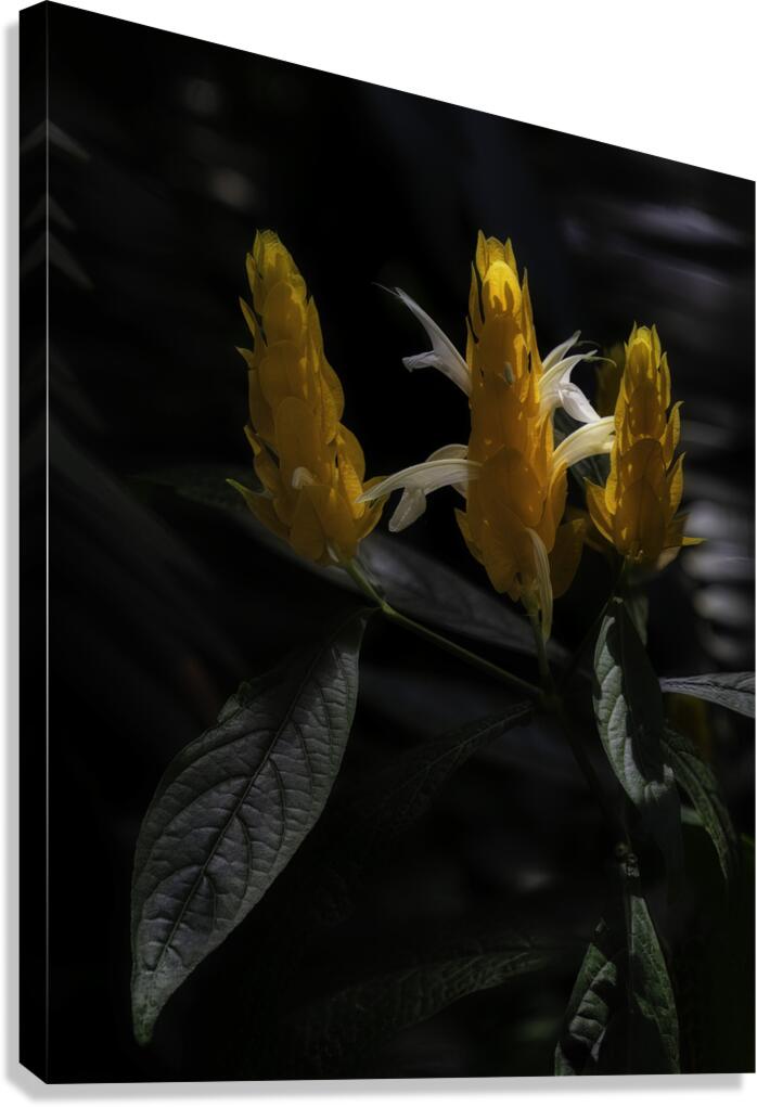 FLO 00539 Canvas Print