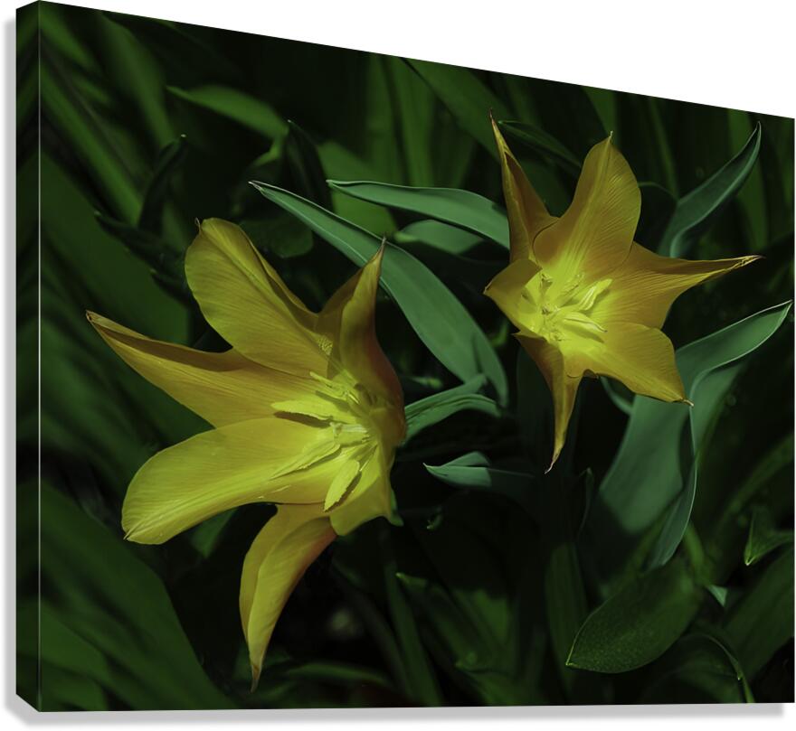 FLO 00515 Canvas Print