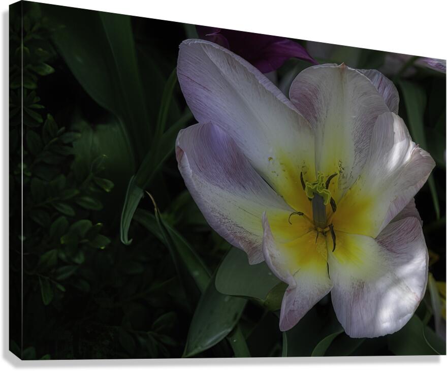 FLO 00521 Canvas Print
