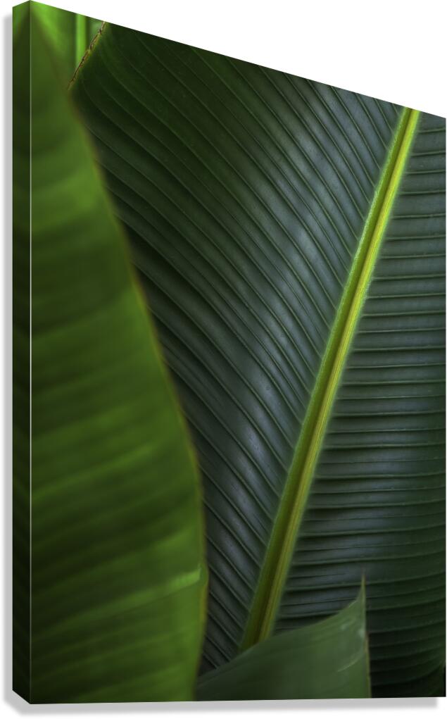 FLO 00510 Canvas Print