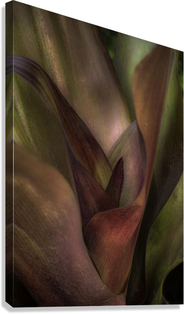 FLO 00509 Canvas Print