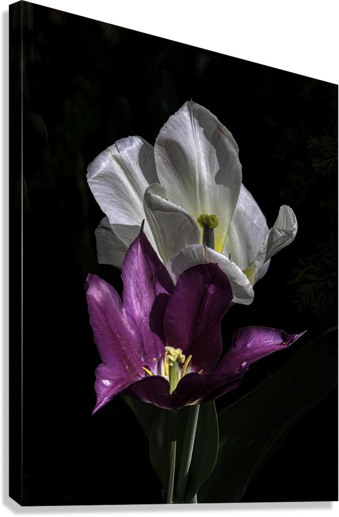 FLO 00520 Canvas Print
