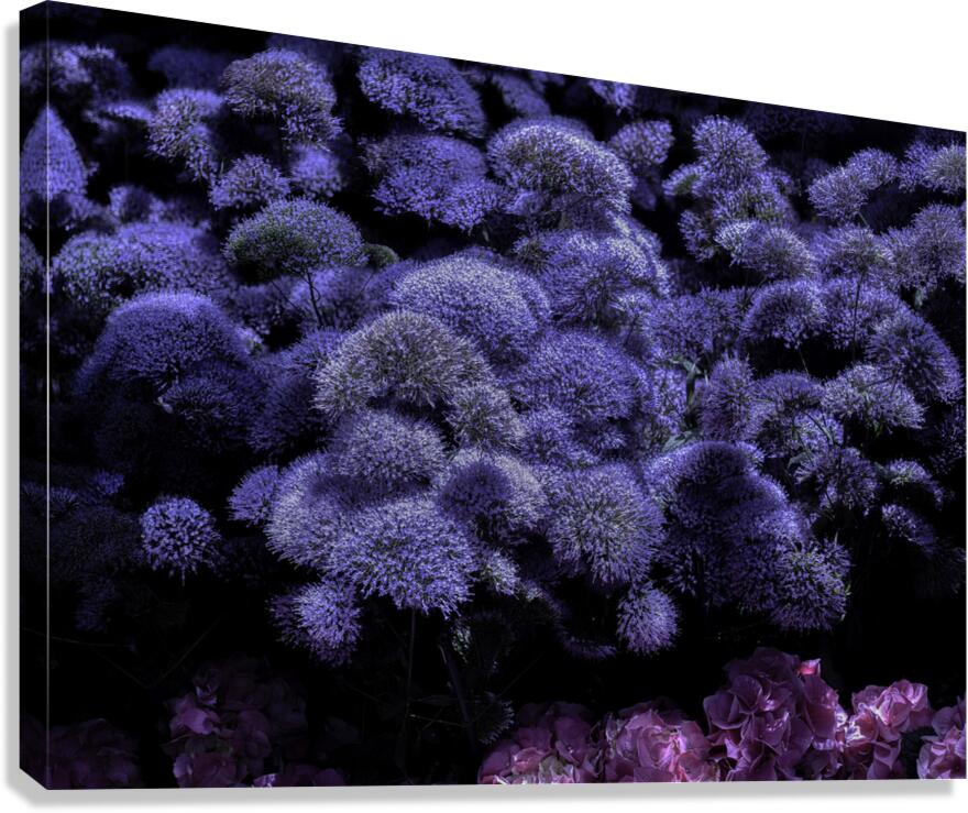 FLO 00544 Canvas Print