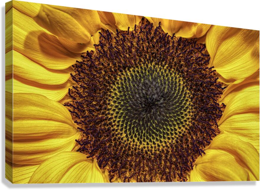 FLO 00524 Canvas Print