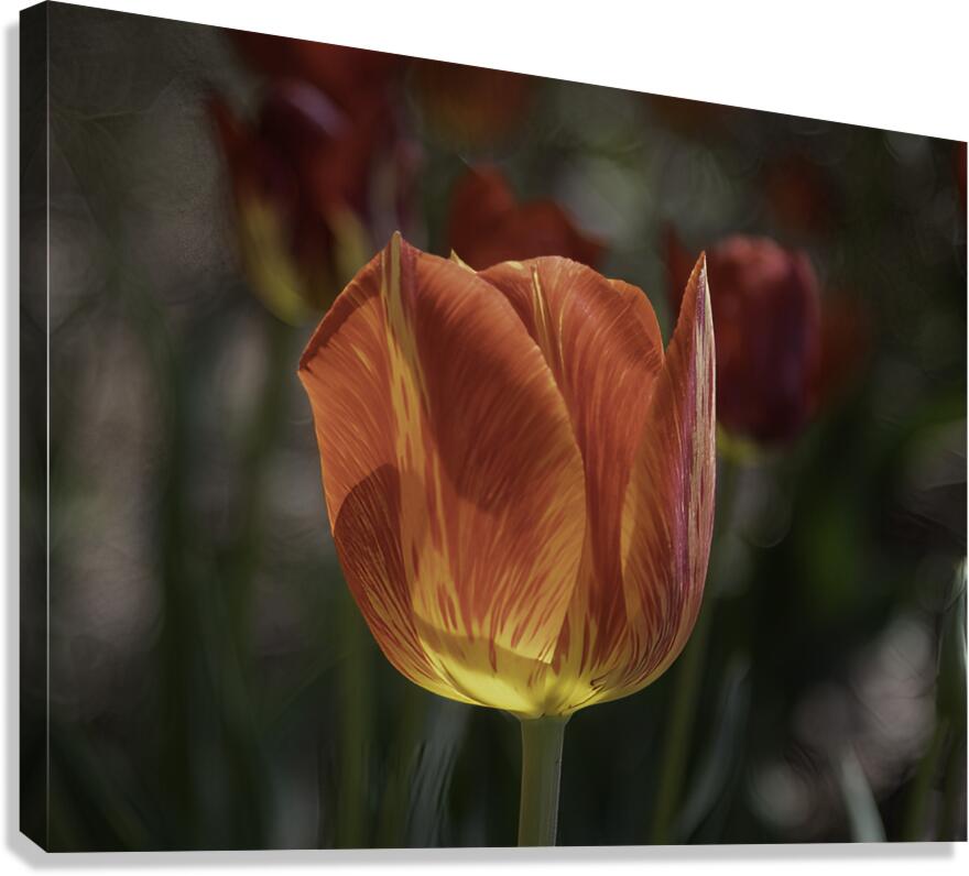 FLO 00513 Canvas Print