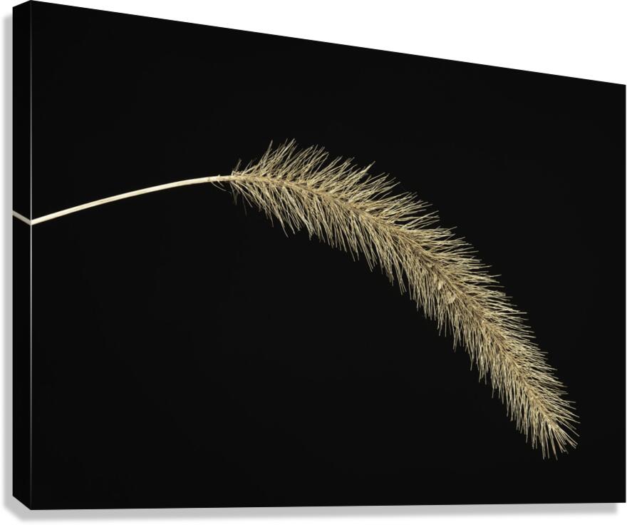 FLO 00532 Canvas Print