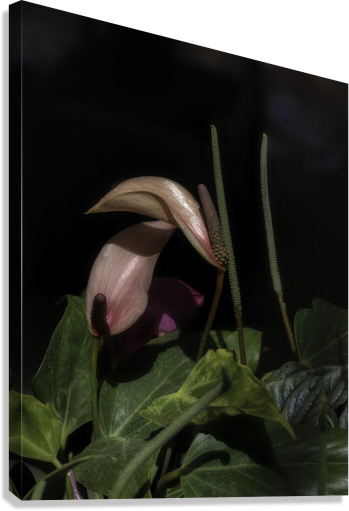 FLO 00541 Canvas Print