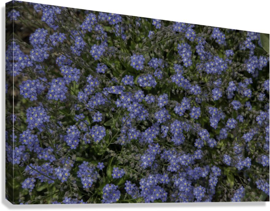 FLO 00557 Canvas Print