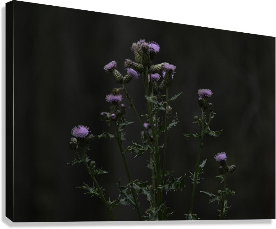FLO 00562 Canvas Print