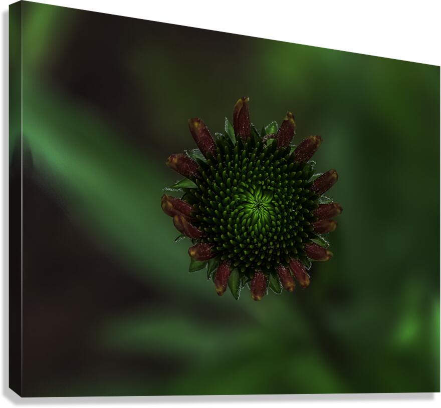 FLO 00576 Canvas Print