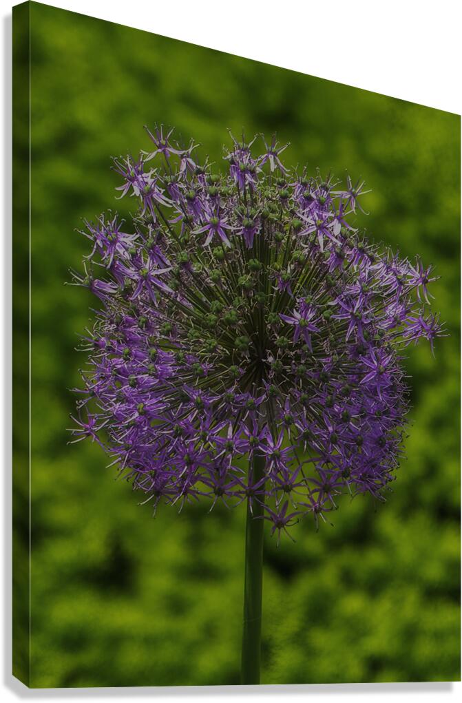 FLO 00556 Canvas Print