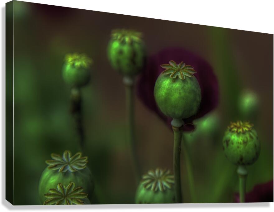 FLO 00574 Canvas Print