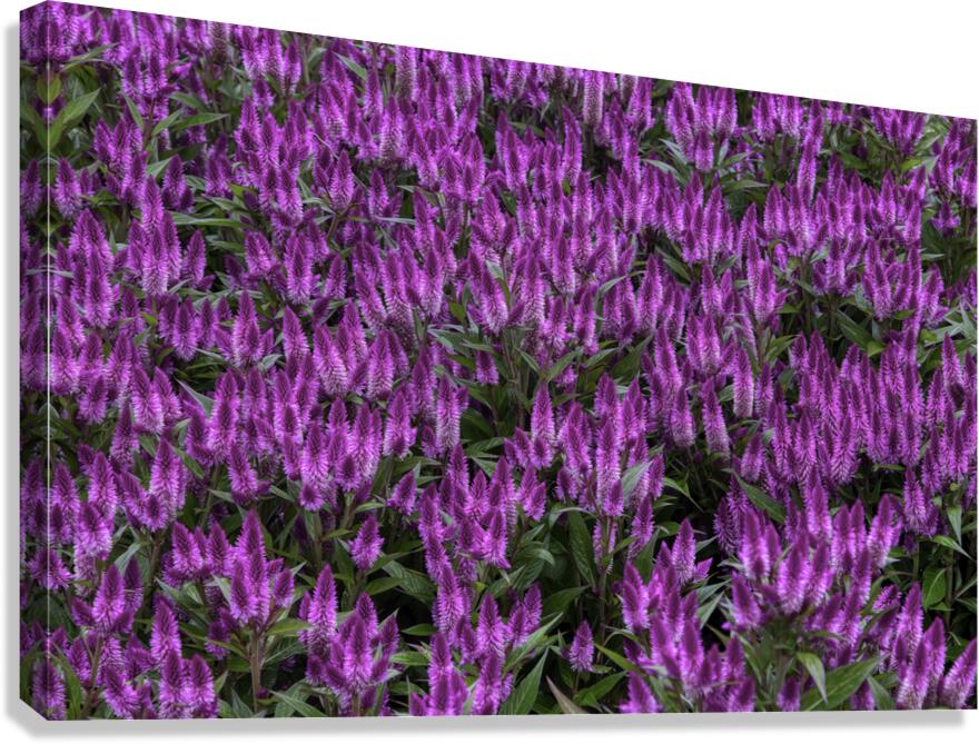FLO 00558 Canvas Print