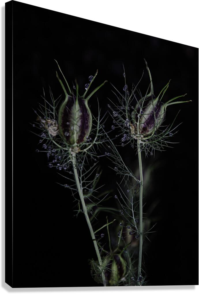 FLO 00567 Canvas Print