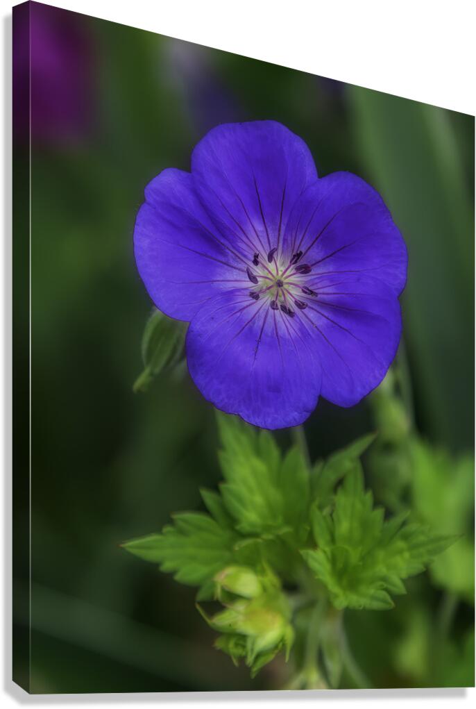 FLO 00586 Canvas Print