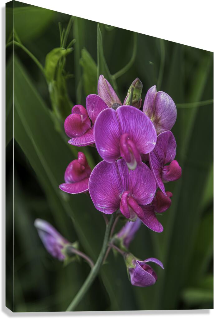 FLO 00580 Canvas Print