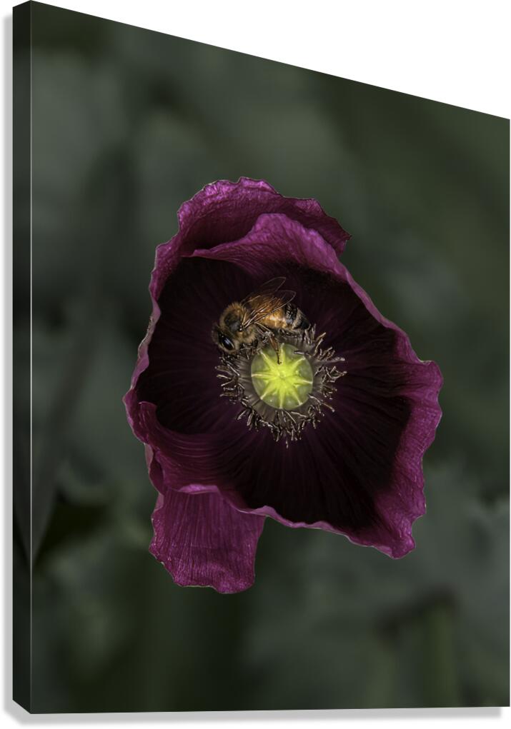 FLO 00565 Canvas Print