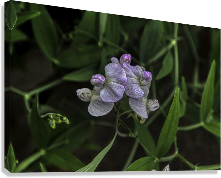 FLO 00585 Canvas Print