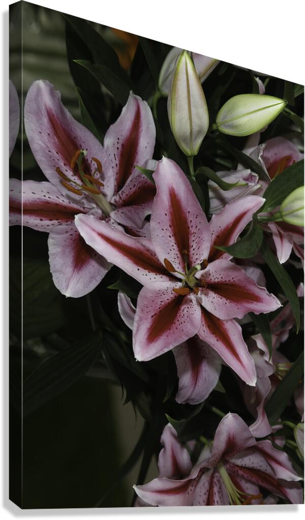 FLO 00604 Canvas Print