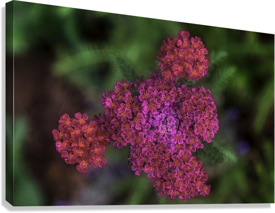 FLO 00597 Canvas Print