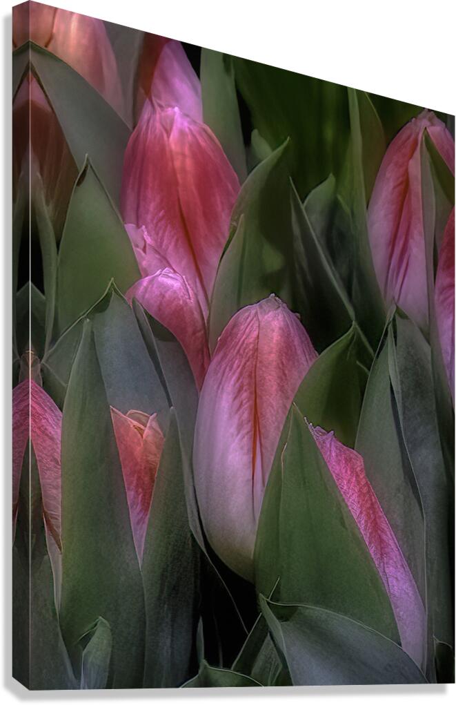 FLO 00560 Canvas Print