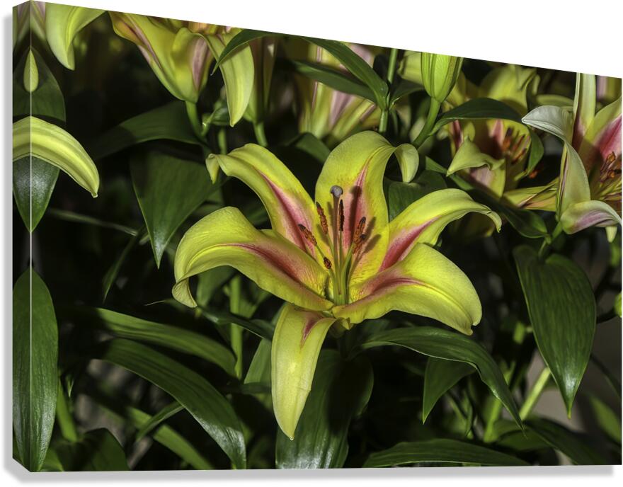 FLO 00603 Canvas Print